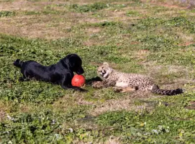 Filhote de cachorro vira “irmão adotivo” de guepardo em zoológico nos EUA