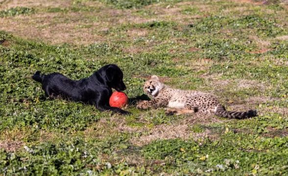 Filhote de cachorro vira “irmão adotivo” de guepardo em zoológico nos EUA