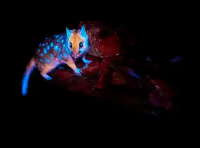 Pela primeira vez, Marsupial brilhante é registrado em floresta na Tasmânia