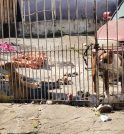 Após denúncia, tutor acusado de maus-tratos retira cachorro de casa em…