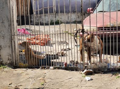 Após denúncia, tutor acusado de maus-tratos retira cachorro de casa em São José