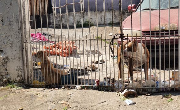 Após denúncia, tutor acusado de maus-tratos retira cachorro de casa em São José