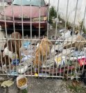 Moradora denuncia maus tratos com cachorros e descaso de serviço público…