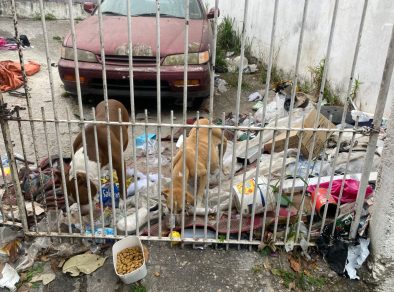 Moradora denuncia maus-tratos com cachorros e descaso de serviço público em São José