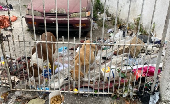 Moradora denuncia maus tratos com cachorros e descaso de serviço público em São José
