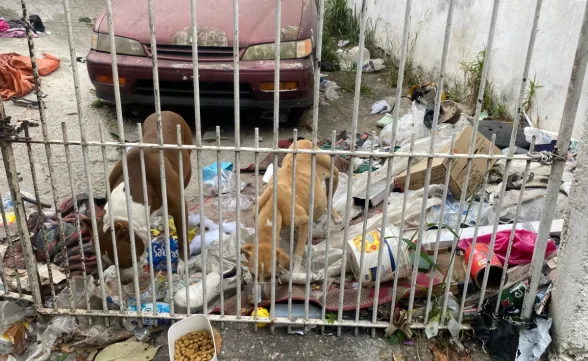 Moradora denuncia maus-tratos com cachorros e descaso de serviço público em São José