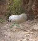 Resposta decisiva: perícia deve apontar se cavalo estava vivo ou morto…