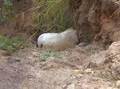 Resposta decisiva: perícia deve apontar se cavalo estava vivo ou morto quando foi mutilado em Bananal
