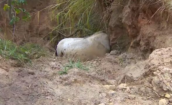 Resposta decisiva: perícia deve apontar se cavalo estava vivo ou morto quando foi mutilado em Bananal