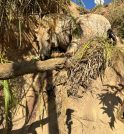 Perícia aponta que cavalo mutilado em Bananal estava vivo durante a…