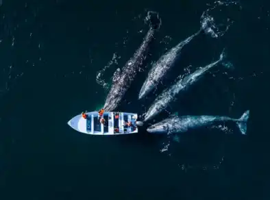 Concurso de fotos revela encontros emocionantes entre humanos e a natureza
