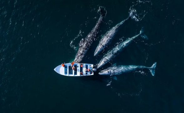 Concurso de fotos revela encontros emocionantes entre humanos e a natureza