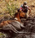 Cavalos são resgatados após ficarem presos em brejo na Zona Leste…