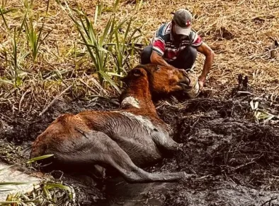 Cavalos são resgatados após ficarem presos em brejo na Zona Leste de São José