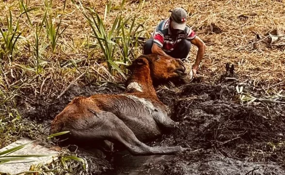 Cavalos são resgatados após ficarem presos em brejo na Zona Leste de São José