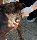 Após denúncias de maus tratos, cachorro é resgatado em Monteiro Lobato