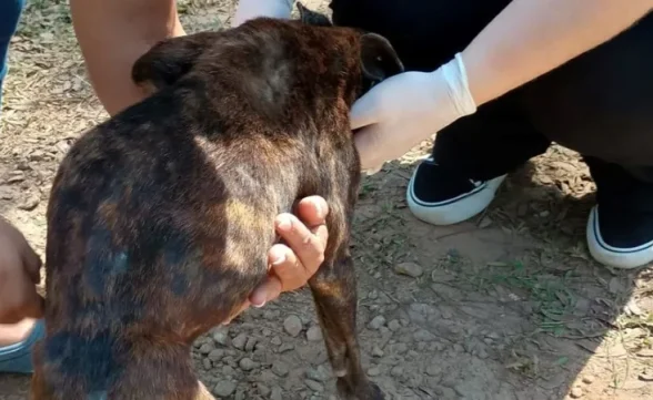 Após denúncias de maus tratos, cachorro é resgatado em Monteiro Lobato