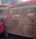 Capivara é capturada por bombeiros na entrada de academia no centro…