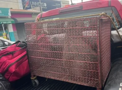 Capivara é capturada por bombeiros na entrada de academia no centro de Taubaté