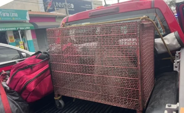 Capivara é capturada por bombeiros na entrada de academia no centro de Taubaté