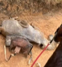 Cavalo tem as 4 patas cortadas com facão em Bananal; o…