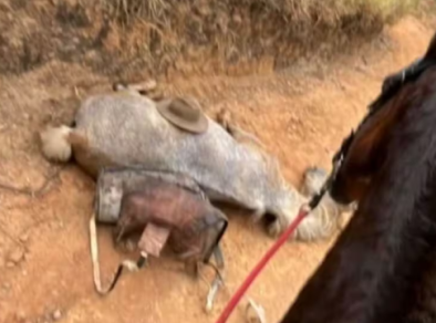 Mãe do agressor do cavalo mutilado em Bananal se manifesta sobre o caso