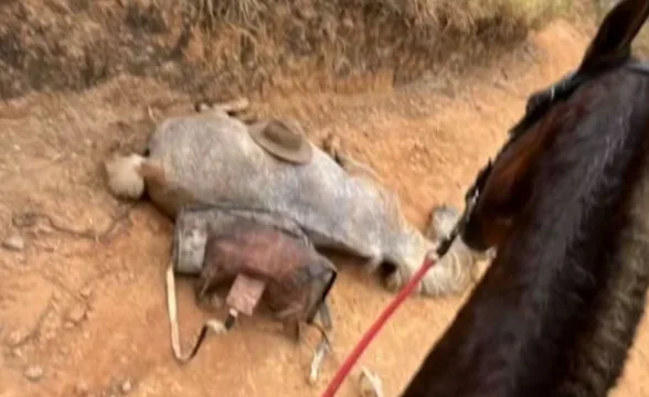Cavalo tem as 4 patas cortadas com facão em Bananal; o caso ganha destaque nacional e famosos cobram justiça pelo animal