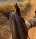 Quais os limites físicos de um cavalo? Entenda a “exaustão equina”…