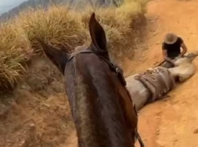 Quais os limites físicos de um cavalo? Entenda a “exaustão equina” e o risco que levou ao caso em Bananal