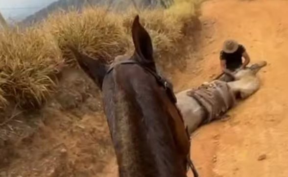 Quais os limites físicos de um cavalo? Entenda a “exaustão equina” e o risco que levou ao caso em Bananal