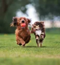 Com brindes e entrada gratuita, Pet Day na Tudo de Bicho…