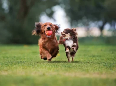 Com brindes e entrada gratuita, Pet Day na Tudo de Bicho acontece neste sábado (23)