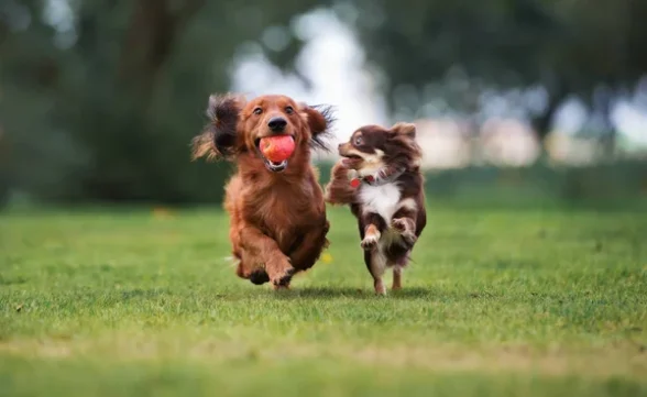 Com brindes e entrada gratuita, Pet Day na Tudo de Bicho acontece neste sábado (23)