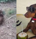 De abandono a vida de rei: Dobermann resgatado no Paraná hoje…