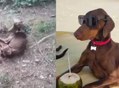 De abandono a vida de rei: Dobermann resgatado no Paraná hoje é puro charme