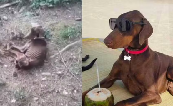 De abandono a vida de rei: Dobermann resgatado no Paraná hoje é puro charme