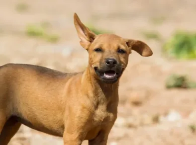 Dia Mundial do Cachorro: veja nomes mais comuns e a raça preferida dos brasileiros