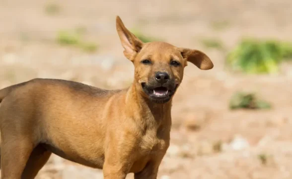 Dia Mundial do Cachorro: veja nomes mais comuns e a raça preferida dos brasileiros