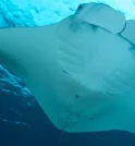Nova espécie de raia-manta é batizada em homenagem à Iara do…