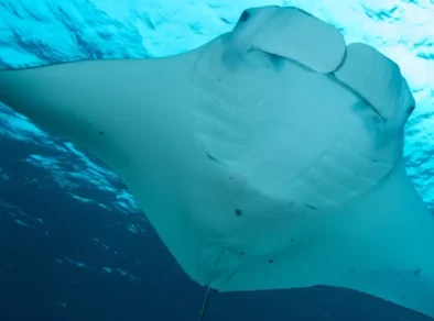 Nova espécie de raia-manta é batizada em homenagem à Iara do folclore brasileiro