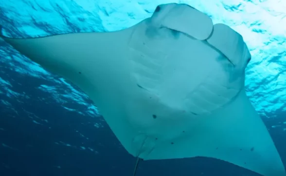 Nova espécie de raia-manta é batizada em homenagem à Iara do folclore brasileiro