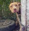 Tarcísio aprova lei que proíbe acorrentamento de cães e gatos