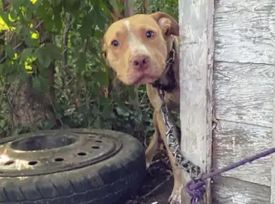 Tarcísio aprova lei que proíbe acorrentamento de cães e gatos