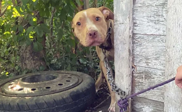 Tarcísio aprova lei que proíbe acorrentamento de cães e gatos