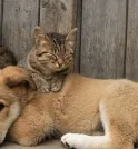 Agendamento de vacinação antirrábica para cães e gatos agora é digital…