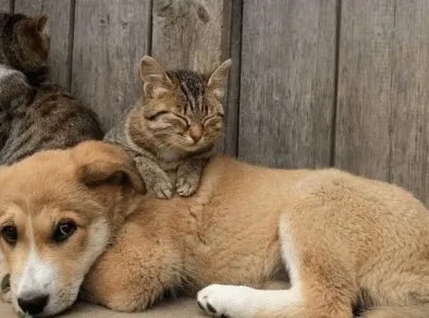 Agendamento de vacinação antirrábica para cães e gatos agora é digital em Jacareí