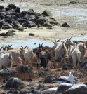 Estudo analisa cabras que ficaram isoladas por 200 anos em ilha…