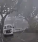 Queda de árvore interdita rua no Jd. São Dimas