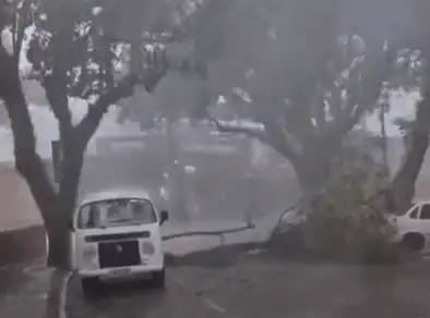 Queda de árvore interdita rua no Jd. São Dimas