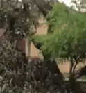 Árvore cai em casa, derruba poste e deixa família sem energia…